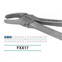 Adult Extraction Forcep, FXX17